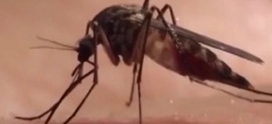 Chikungunya en Paraguay: ¿Es peor que el dengue? - C9N