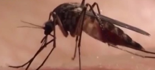 Chikungunya en Paraguay: ¿Es peor que el dengue? - C9N