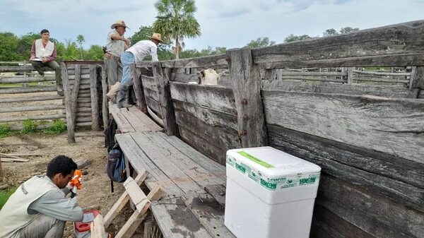 Prorrogan periodo de vacunación animal contra la fiebre aftosa - Noticias del Chaco - ABC Color