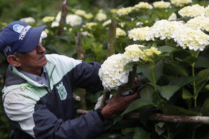 Hortensias de una floricultora colombiana se abren paso en mercado internacional - MarketData