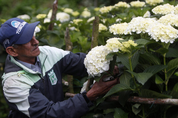 Hortensias de una floricultora colombiana se abren paso en mercado internacional - MarketData
