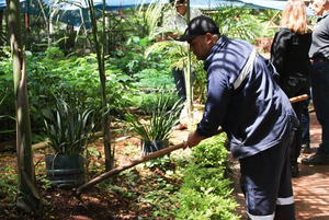 Plantas para sombra y protección de arroyos están disponibles en vivero - La Clave