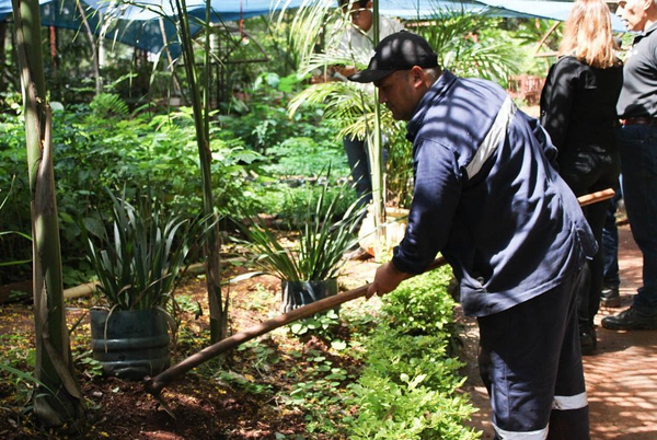 Plantas para sombra y protección de arroyos están disponibles en vivero - La Clave