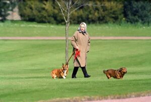 Isabel II y los corgis, una relación “apasionada” de 90 años en fotografías - Mascotas - ABC Color