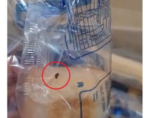 Lamentable: Encuentran insectos en paquetes de panes para almuerzo escolar