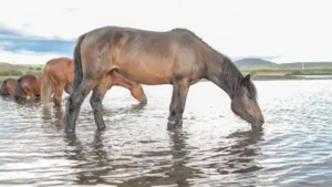 Joven cayó del caballo, se golpeó la cabeza y murió ahogado
