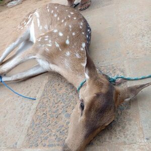 Pescador rescató a un venado que era llevado por la corriente del río Paraná - Nacionales - ABC Color