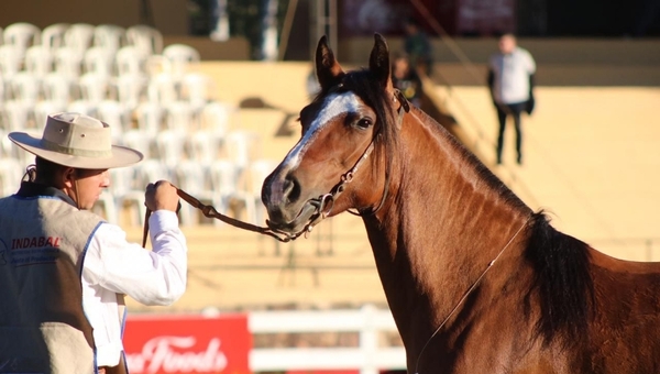 Tiene justa fama: Criollos Pirevai, la joven cabaña que terminó criando campeones equinos