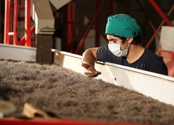 Chía, con un año récord y empieza nueva siembra - Economía - ABC Color