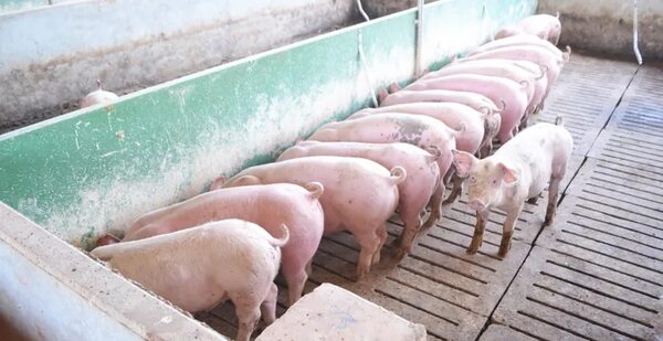 Aumentan la exportación y el precio de la carne porcina - Economía - ABC Color