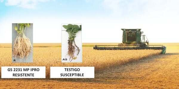 Crean soja cuyas raíces resisten al hongo de la podredumbre carbonosa - Economía - ABC Color