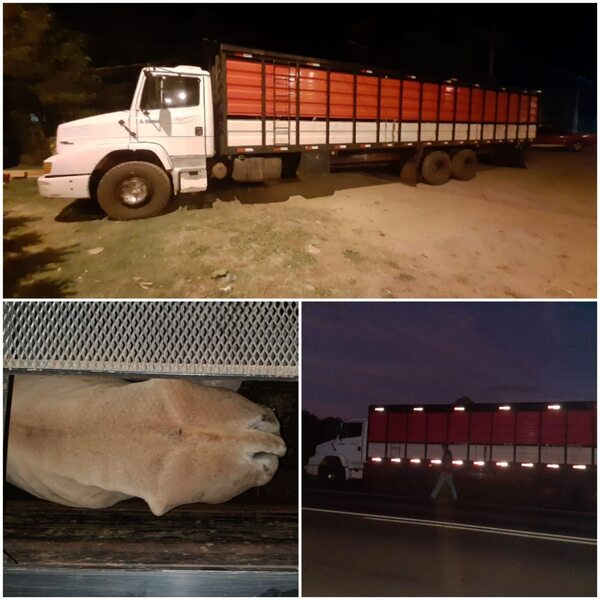 Aprehensión, incautación y recuperación de animales vacunos en Amambay | 1000 Noticias