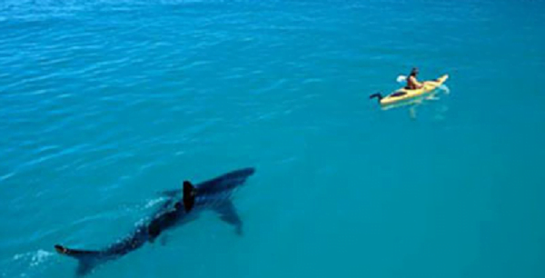 Adolescentes fueron mutilados por tiburones en playa de Brasil - Noticiero Paraguay