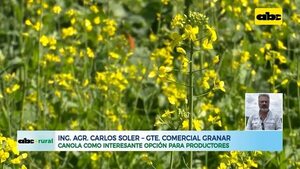 Video: canola como opción de invierno para productores - ABC Rural - ABC Color