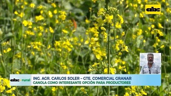 Video: canola como opción de invierno para productores - ABC Rural - ABC Color