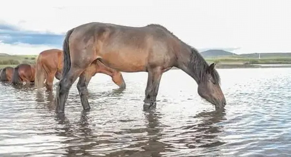 Joven cayó del caballo, se golpeó la cabeza y murió ahogado - Noticiero Paraguay