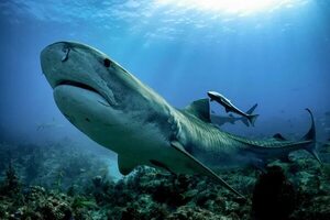 Una playa brasileña registra ataques de tiburones en 24 horas - Mundo - ABC Color