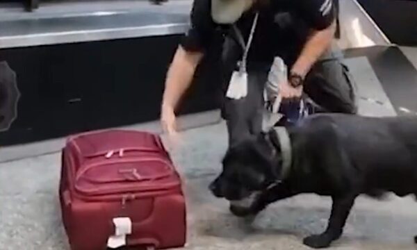 (VIDEO)Jagua valécho pilló droga que iba a volar a España
