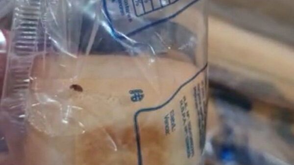 Directores denuncian que panes de almuerzo escolar tenían bichos