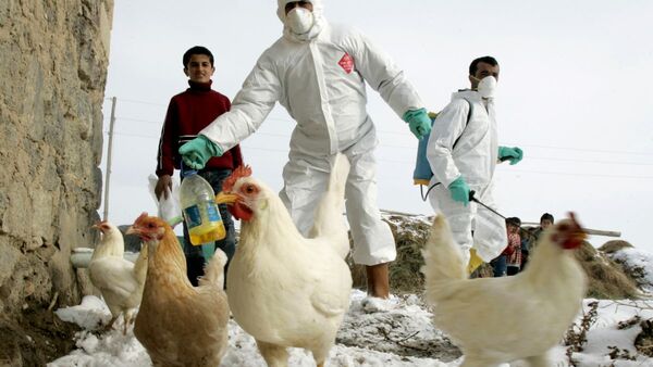 ¿Es probable que la gripe aviar se contagie en humanos?