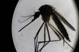 Ecuador registra su primer caso de chikunguña en una persona procedente de Paraguay - Mundo - ABC Color