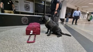 Alerta Aeropuerto: Rocky olfatea a una joven e impide que lleve droga a Madrid