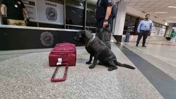 Alerta Aeropuerto: Rocky olfatea a una joven e impide que lleve droga a Madrid