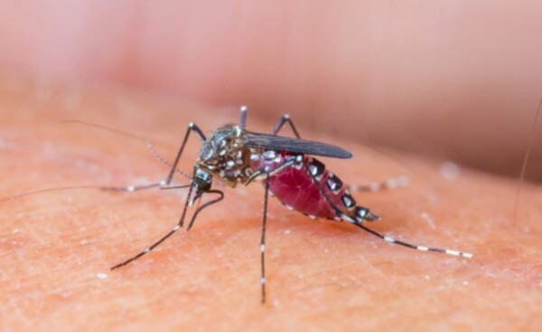 Joven de 19 años, hijo de un intendente, murió de chikungunya