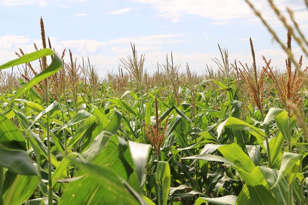 USDA reduce perspectiva de cosechas mundiales - La Tribuna