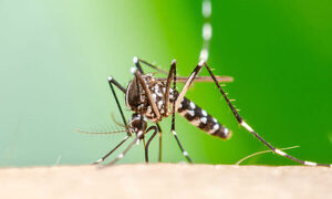 Crearán mosquito paraguayo para controlar dengue y chikungunya