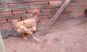 Quiere cambiar gallina por una bici para su hija de 5 añitos - Noticiero Paraguay