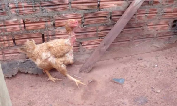Quiere cambiar gallina por una bici para su hija de 5 añitos - Noticiero Paraguay