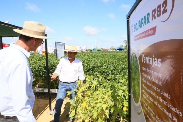 Paraguay lanza la Sojapar R82 al mercado boliviano | Agronegocios | 5Días