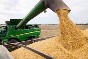 Esperan más de ocho millones de toneladas en cosecha de soja
