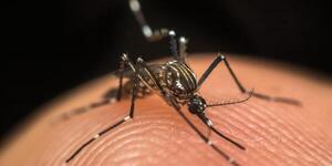 Niña de 8 años muere presuntamente de chikungunya: Estuvo 5 días con fiebre, vómitos y diarrea - Megacadena — Últimas Noticias de Paraguay