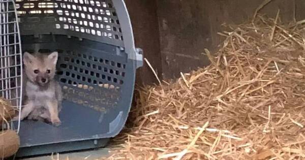 La Nación / Rescataron a un cachorro pensando que era un perro y se llevaron una sorpresa