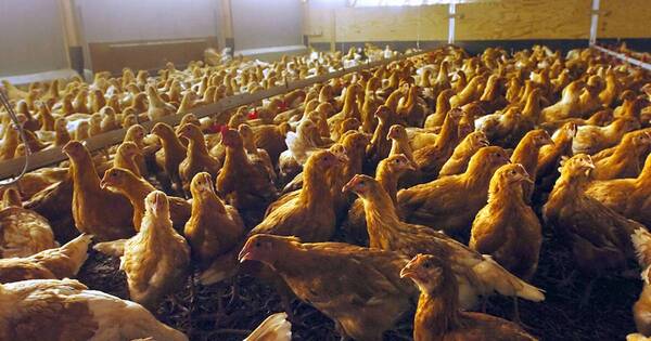 La Nación / Brote de gripe aviar mata unas 260 mil aves de corral