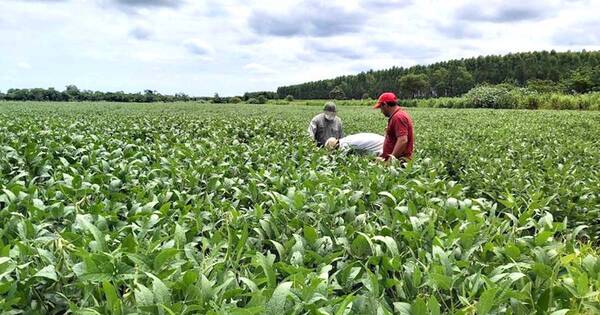 La Nación / “El mejor proyecto para potenciar al sector del agro es el de la ANR”