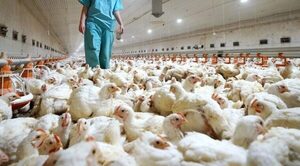 Unas 260.000 aves de corral muertas por influenza aviar en Argentina