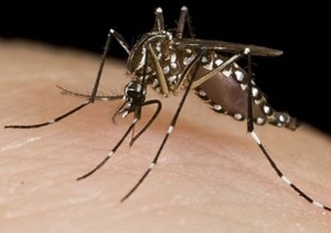 Alerta regional por chikungunya ante aumento de casos y fallecidos | Lambaré Informativo