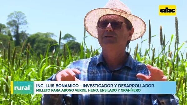 Video: Milleto o Milheto como disponibilizador de nutrientes gracias a penetración de raíces - ABC Rural - ABC Color