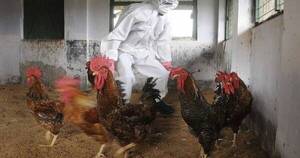 La Nación / Grave: en Argentina mueren más de 230.000 gallinas por gripe aviar