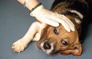 Hablemos de la leishmaniasis canina - Mascotas - ABC Color