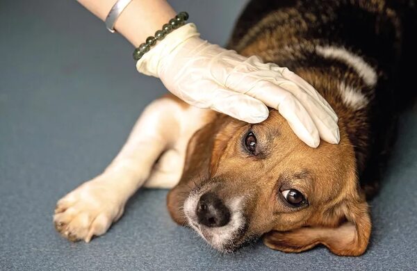Hablemos de la leishmaniasis canina - Mascotas - ABC Color