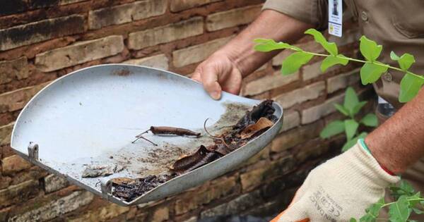 La Nación / Chikungunya: la CEP exhorta a la ciudadanía eliminar los criaderos de mosquitos