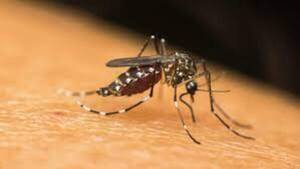Reportan más de 11.400 confirmados de chikunguña
