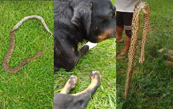 Dos perros fueron mordidos por una yarará en Coronel Oviedo, lastimosamente uno murió – Prensa 5
