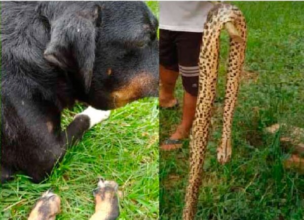 Yarará mordió y mató a un perrito en Coronel Oviedo - Noticiero Paraguay