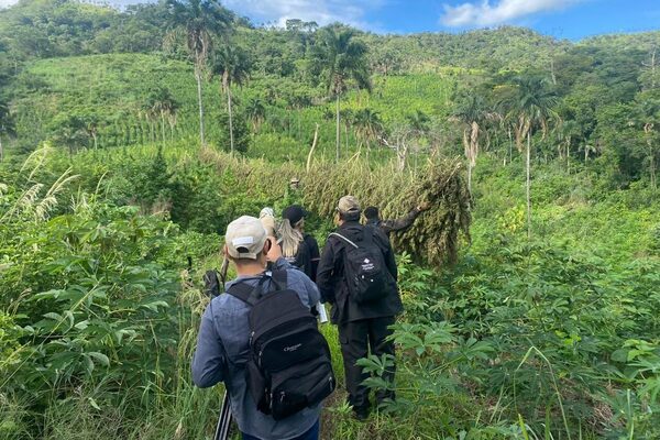 Diario HOY | Durante operativo en Yby Yaú destruyen más de 24 toneladas de marihuana