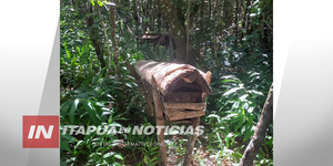 HOMBRE ATACADO POR AVISPAS PERDIÓ LA VIDA EN SAN PEDRO DEL PARANÁ - Itapúa Noticias